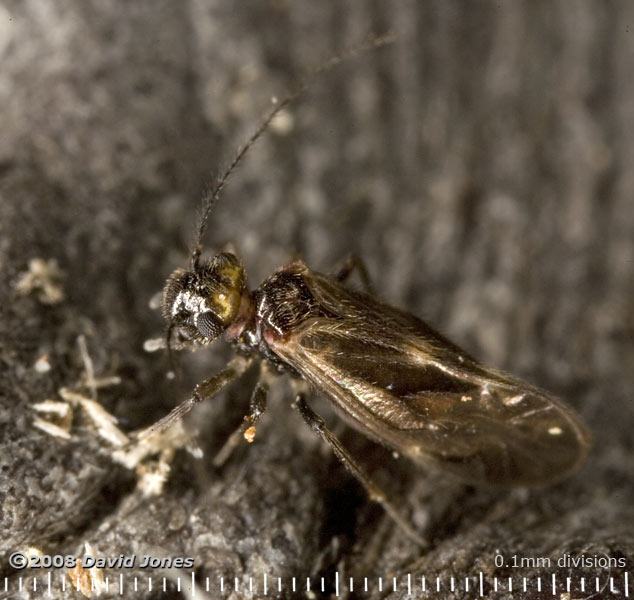 Barkfly (Epicaecilius pilipennis) on log - 1