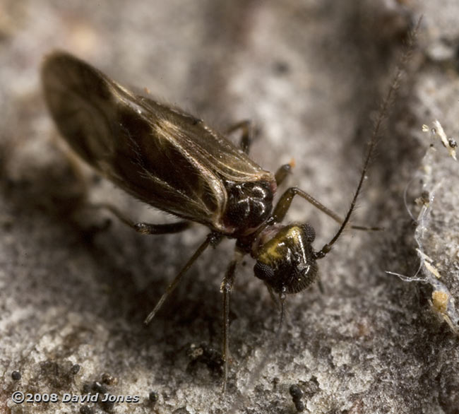 Barkfly (Epicaecilius pilipennis) on log - 2