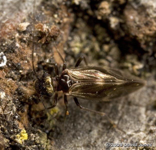 Barkfly (Epicaecilius pilipennis) on log - 3