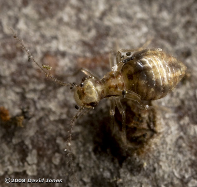 Barkfly nymph (Epicaecilius pilipennis) on log