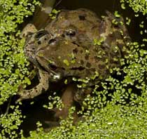 Common Frogs in early amplexus