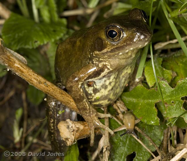 Common Frog at side of pond