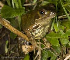 Common Frog at side of pond