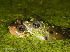 Common Frogs in early amplexus - 2