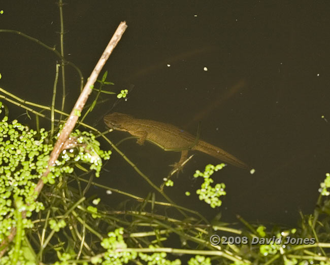 Smooth Newt female hunting