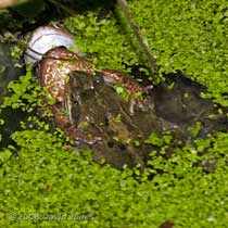 Common Frogs in amplexus
