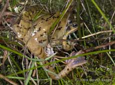 Common Frogs in amplexus