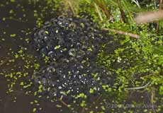 The first frogspawn of the year