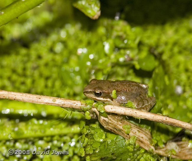 Common frog (juvenile)