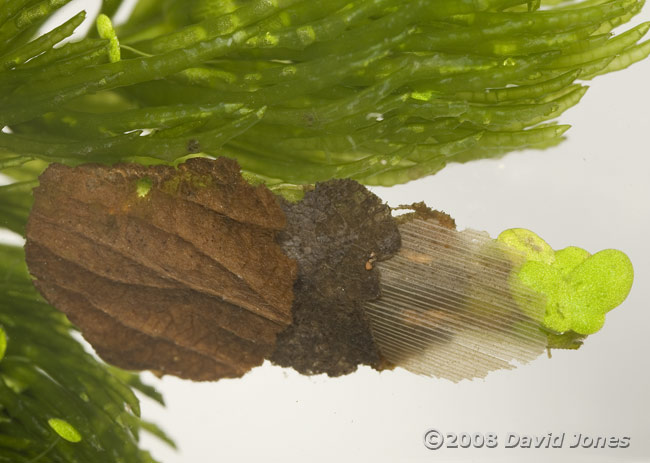 Caddis fly larval case - 1