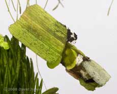 Caddis fly larval case - 2