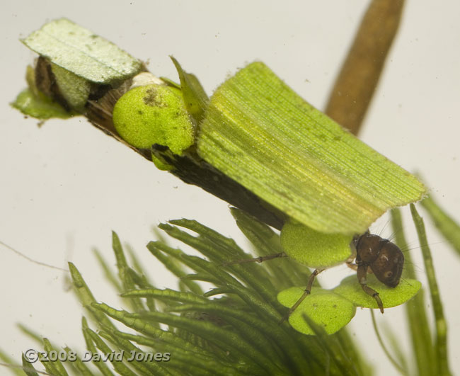 Caddis fly larval feeding - 1