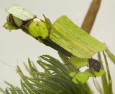 Caddis fly larval feeding