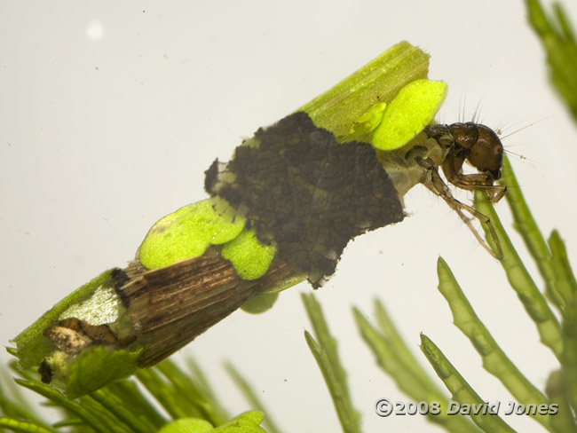 Caddis fly larval feeding - 2
