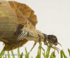 Caddis fly larval - close-up showing gills