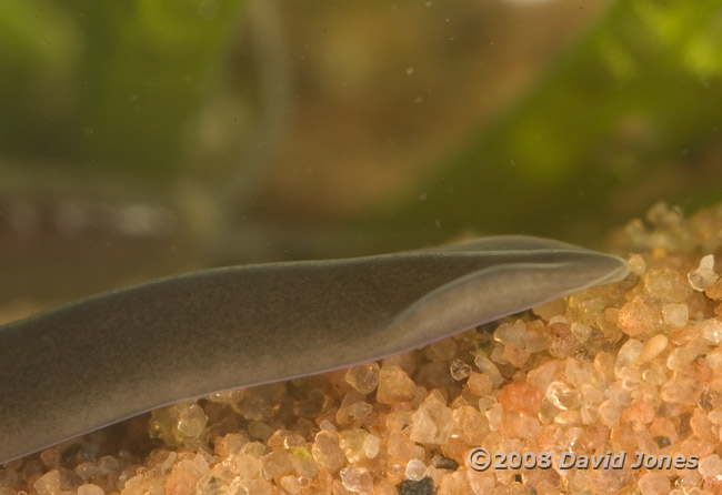 Flatworm (unidentified) - side view showing upturned flaps at side of head