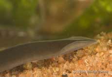 Flatworm (unidentified) - side view showing upturned flaps at side of head