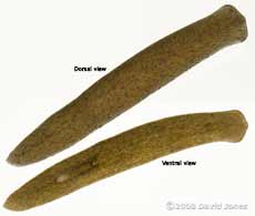 Flatworm (Polycelis nigra) - dorsal and ventral views