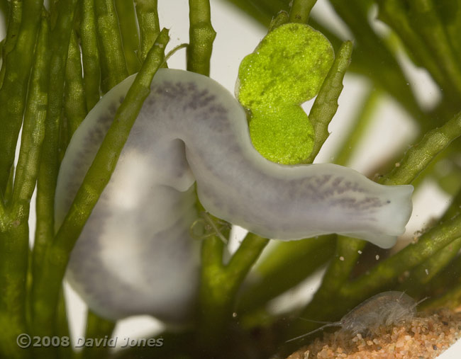 Flatworm (Dendrocoelum lacteum)