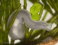Flatworm (Dendrocoelum lacteum)