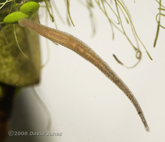 Leach (unidentified)