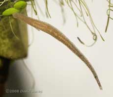 Leach (unidentified)