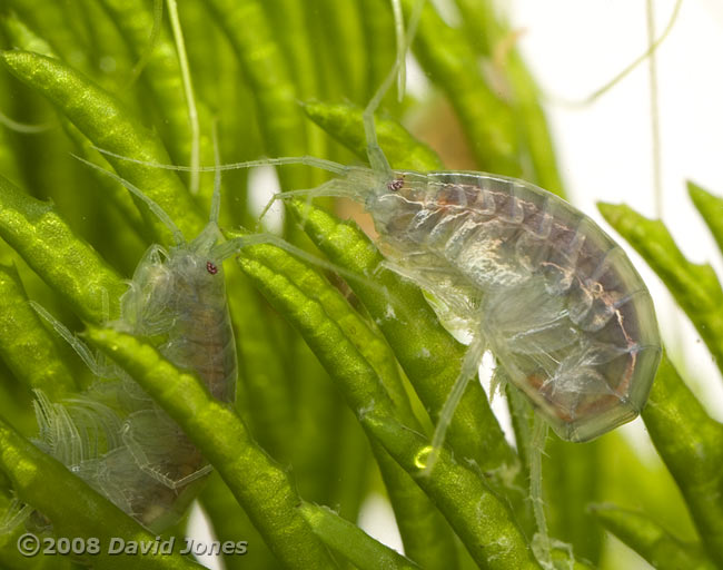 Freshwater shrimp (Gammarus pulex) - 1