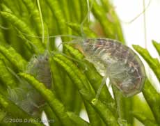 Freshwater shrimp (Gammarus pulex)