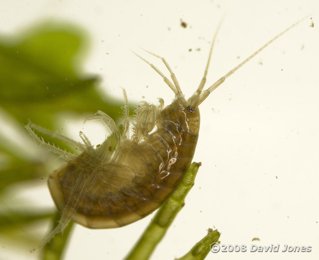 Freshwater shrimp (Gammarus pulex) - 2