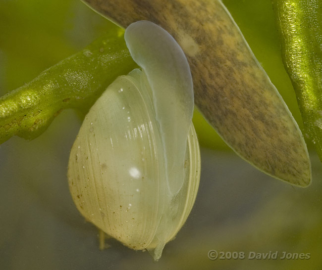 pea-shell cockle (Pisidium sp.)