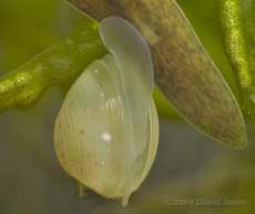 pea-shell cockle (Pisidium sp.)