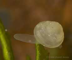 pea-shell cockle (Pisidium sp.) - showing the single siphon