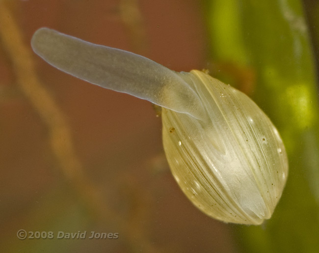 pea-shell cockle (Pisidium sp.) - showing foot extended through mantle
