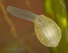 pea-shell cockle (Pisidium sp.) - showing foot extended through mantle