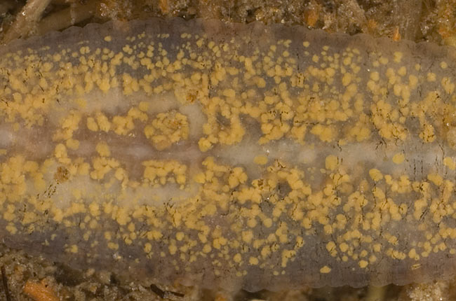 Leech (Haemopsis sanguisuga?) - close-up