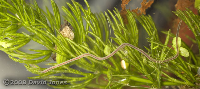 Segmented worm (Lumbriculus variegatus?)