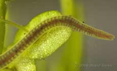 Segmented worm (Lumbriculus variegatus?) - close-up of posterior section