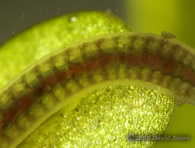 Segmented worm (Lumbriculus variegatus?) - close-up #2