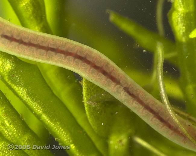 Segmented worm (Lumbriculus variegatus?) - close-up #3