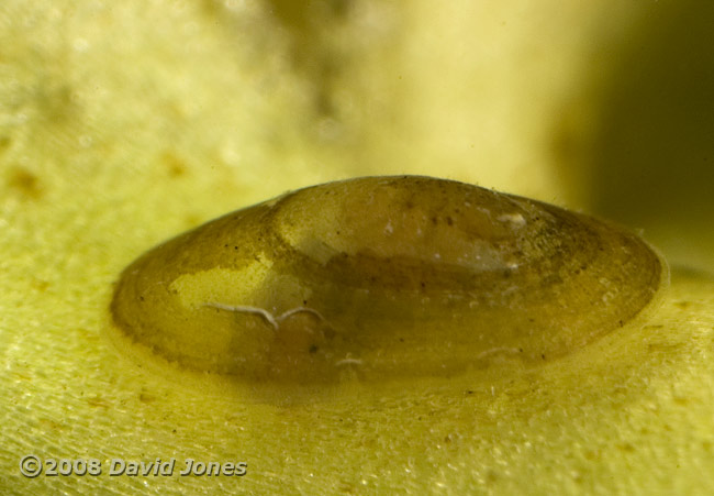 Lake Limpet(Ancylus lacustris)