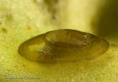 Lake Limpet(Ancylus lacustris)