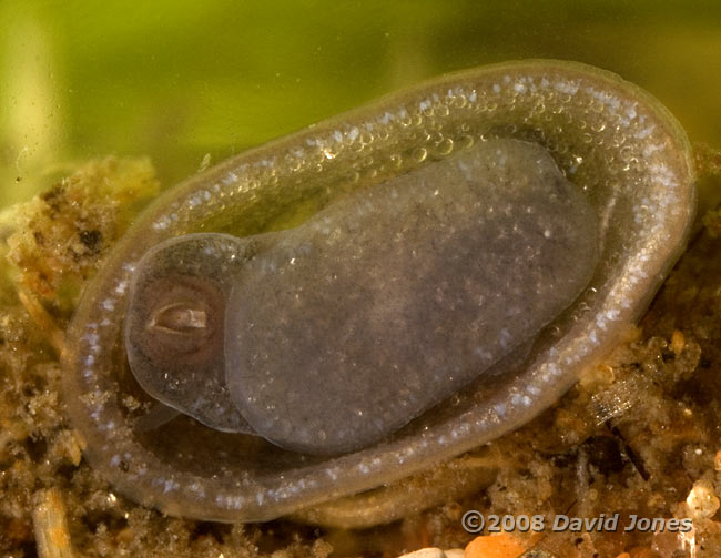 Lake Limpet(Ancylus lacustris) - ventral view
