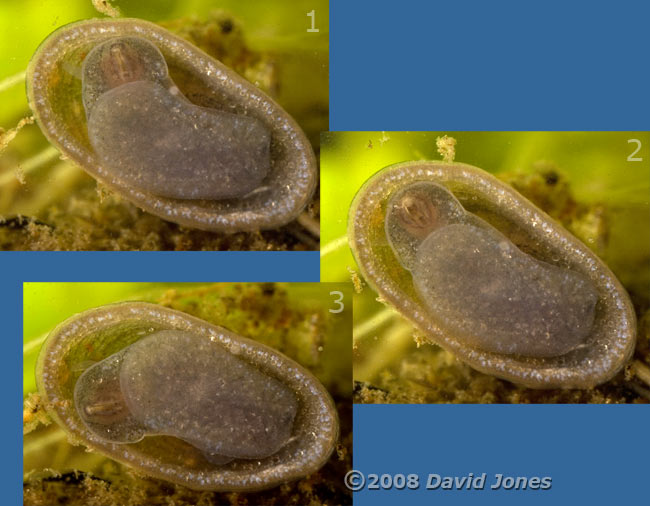 Lake Limpet(Ancylus lacustris) - ventral views of limpet feeding