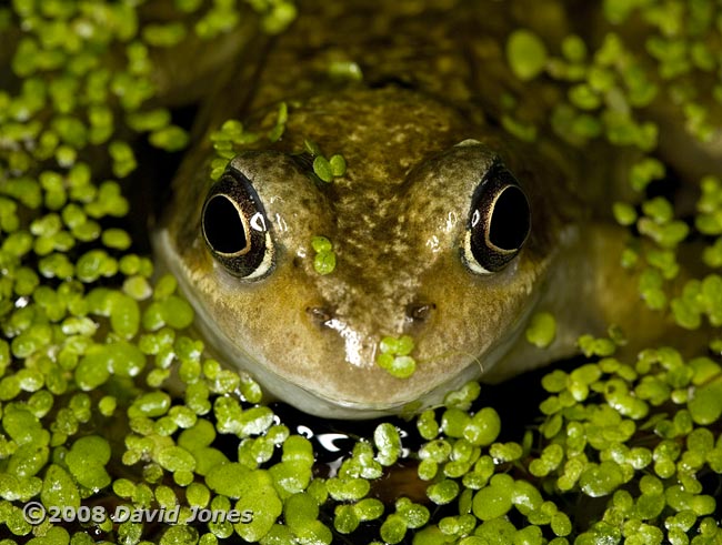 Common Frog amongst the duckweed