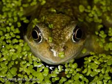 Common Frog amongst the duckweed