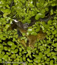 Common Frog pair hidden under the duckweed