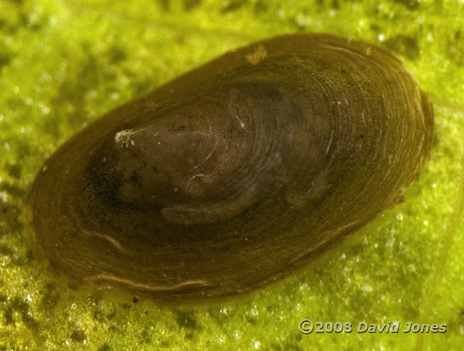 Lake Limpet(Ancylus lacustris) - Dorsal view