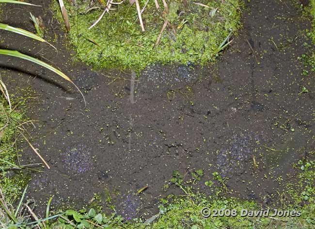Frogspawn fills the shallow end of the big pond