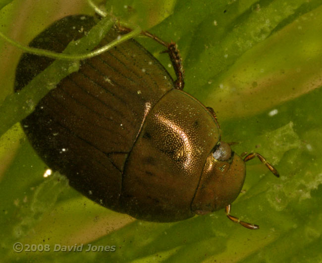 Aquatic beetle (Hydobius fuscipes?) under water - 2a