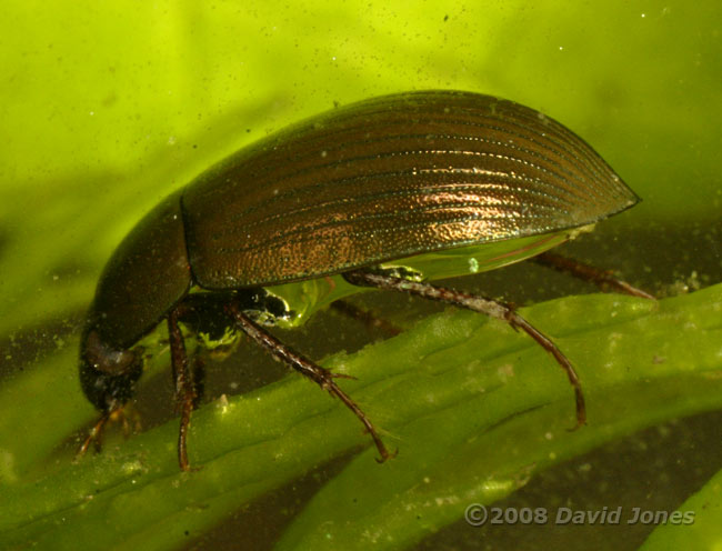 Aquatic beetle (Hydobius fuscipes?) under water - 2b